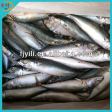 Whole round frozen mackerel fish from frozen fish factory