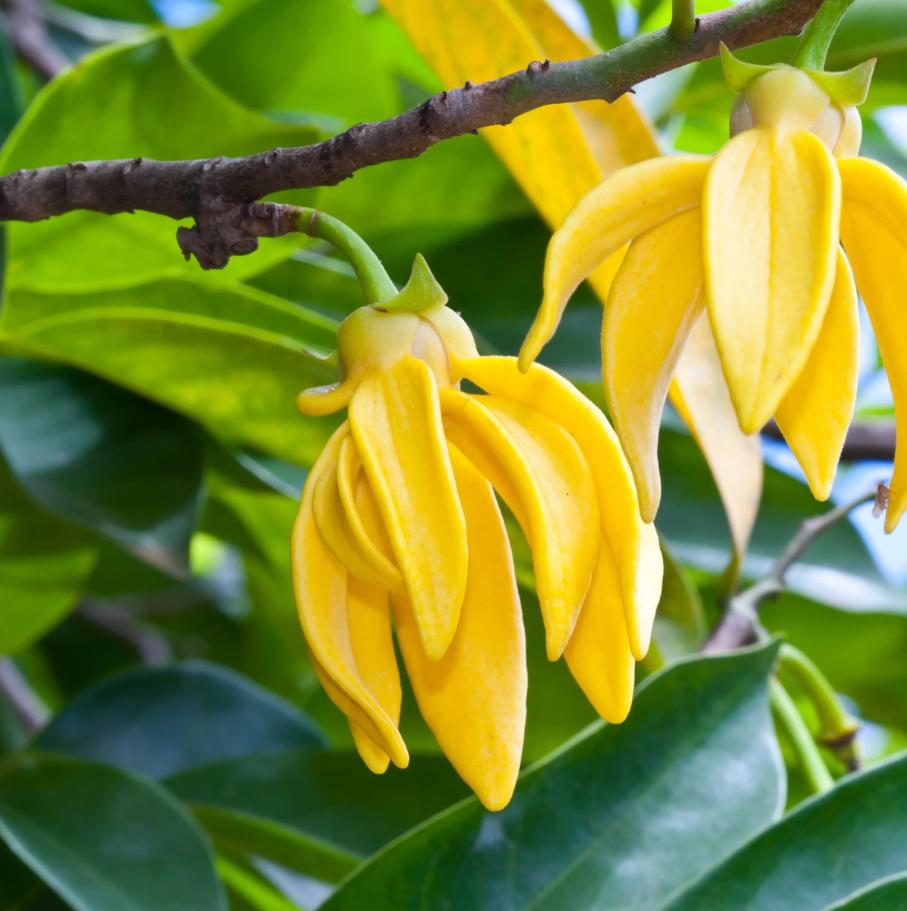 Huile essentielle de la YLANG de qualité supérieure Extrait pur naturel