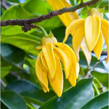 Top Grade Ylang Essential Oil Pure Extract Natural
