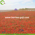 โภชนาการขายส่ง Healthy Eu Standard Goji Berry