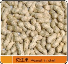 Fresh New Crop Peanuts in Shell