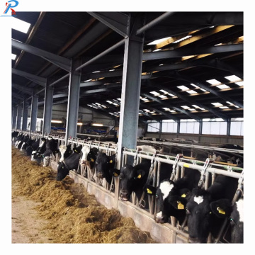 Low-Cost, Long-Span Steel Structures: Customizable Dairy Cow Sheds for Farms