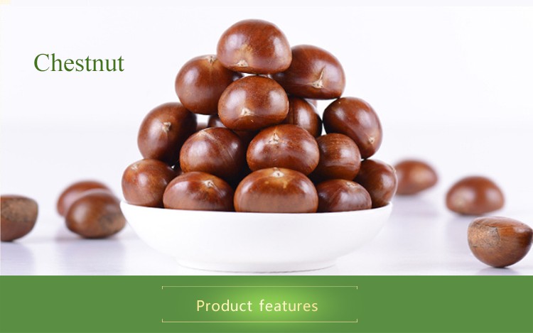 New Season Chinese Raw Chestnuts Fresh Chestnut for export