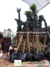 indoor palm trees Roebelenii