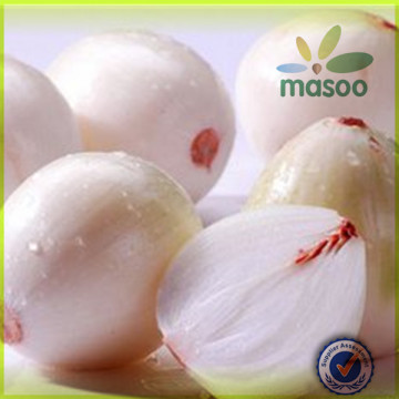 wholesale fresh yellow onion export to Russia