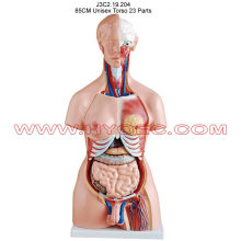 85CM Unisex Torso with 23 Parts - J3C2.19.204: Comprehensive Search Engine