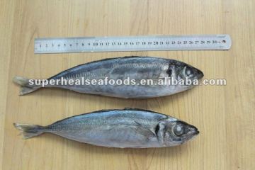 Frzoen scad Trachurus