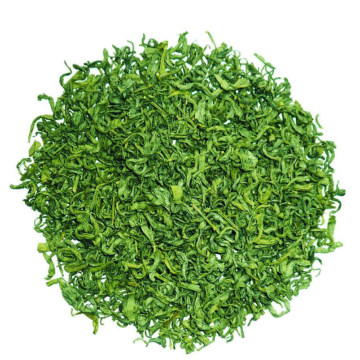 China Green Tea for The World