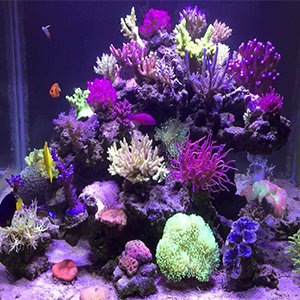 Coral Reef LED Aquarium Light