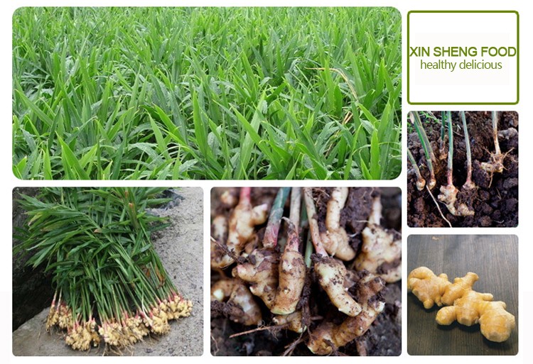 China Wholesale organic fresh ginger root price