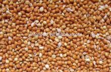 red millet in husk