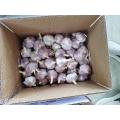 best selling products natural normal white garlic price