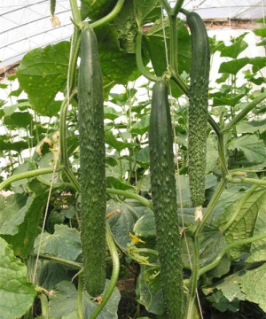 Yan cucumber seeds in vegetable seeds