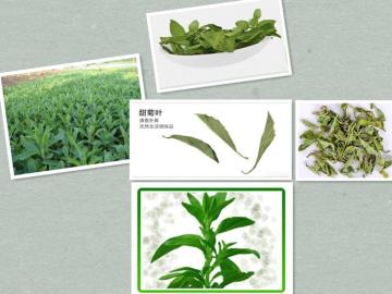 Stevia leaf,Dry Stevia leaf,Stevia leaf extract,Rebaudioside-A,Glucosystevioside