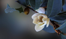 Floral essential oils can soothe the nerves