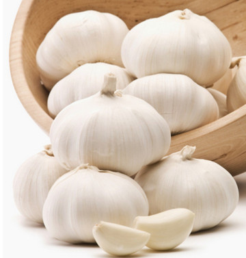 Good Quality Fresh Garlic