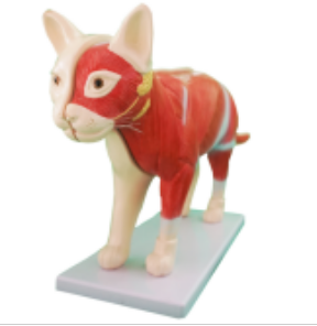Clinical cat anatomical model