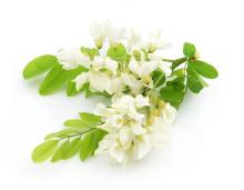 Natural Plant Extract Sophora Japonica extract