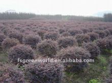 loropetalum Chinensis bush nursery
