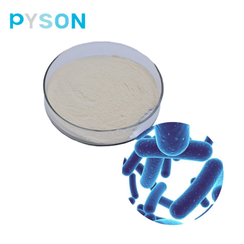 Probiotisches Pulver Lactobacillus plantarum-Pulver