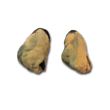 2021 frozen cooked mussel meat