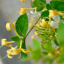 Wild  honeysuckle oil