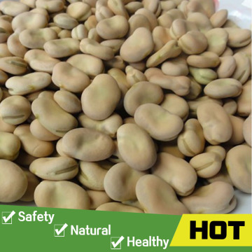 99% purity dried bulk dry fava beans