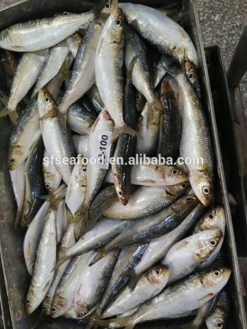 Frozen Sardine For Bait