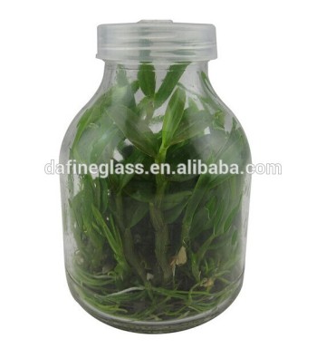 plant tissue culture glass vessels container plant culture glass jar