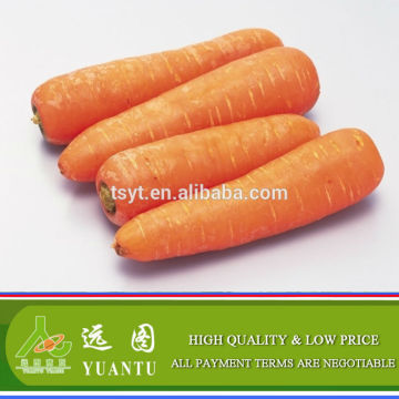 New Crop Fresh Carrot With Full Vietnam