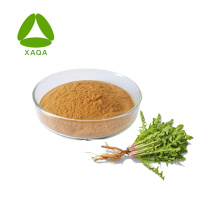 Liver Health Dandelion Root Extract Flavonoids 2%-10% Powder