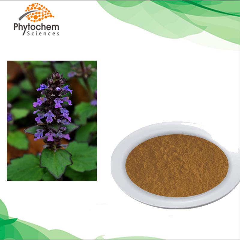 Best selling turkesterone powder ajuga turkestanica extract