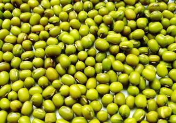 Fresh Green Mung Beans