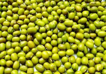 Fresh Chinese Green Mung Beans