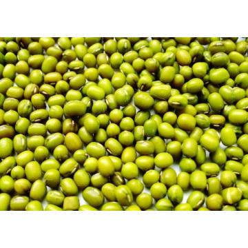 Fresh Chinese Green Mung Beans