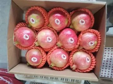 Handpicked Pomegranates for Fresh Consumption