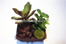 Home garden decoration jungle 10cm Height green succulent plants cactus EDRZW05 2876