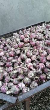 2020 NO-DRIED NEW Garlic