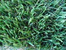 V Shape memery effect PE garden artificial grass , 12800Dte