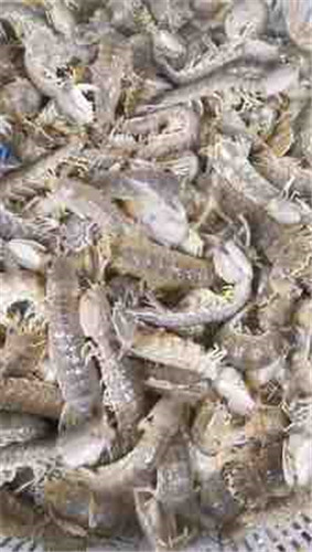 Mantis Shrimp frozen seafood