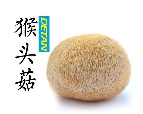 100% Natural Pom Pom Mushroom/Lion's Mane/ Hericium Erinaceus Mushroom