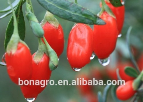 Goji Berry