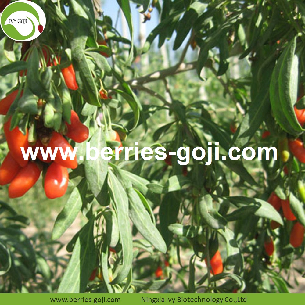 Goji-Beere enthält reichlich Lycium-Polysaccharid, Beta-Carotin, Vitamin E, Selen und Flavonoide und andere antioxidative Substanzen, die eine gute antioxidative Wirkung haben. Goji-Beere kann freie Radikaloxidation bekämpfen, freien Radikalperoxydschaden verringern, der helfen kann, Altern zu verzögern und das Leben zu verlängern. Goji berry contains abundant lycium polysaccharide, beta-carotene, vitamin E, selenium and flavonoids and other antioxidant substances, which have a good antioxidant effect. Goji berry can fight free radical oxidation, reduce free radical peroxide damage, which can help delay aging and prolong life.