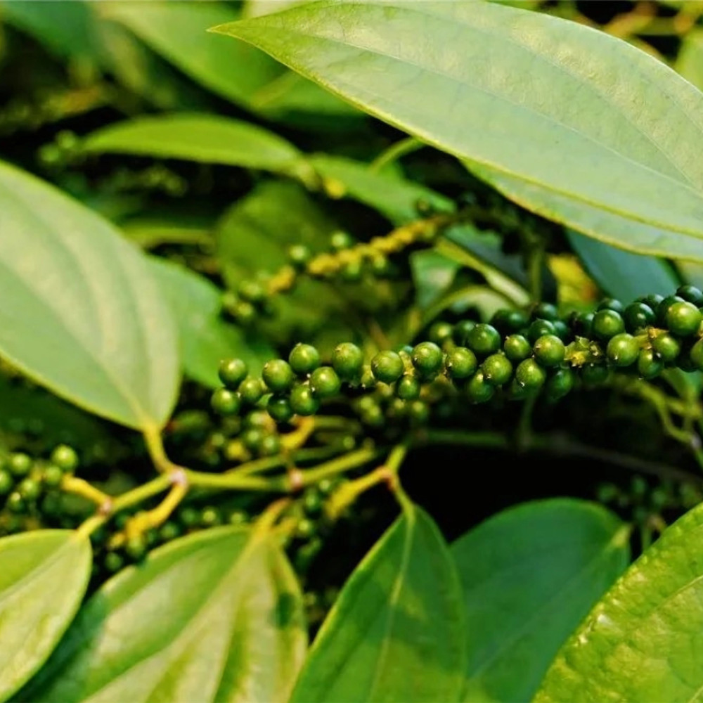 إدارة زراعة الفلفل Pepper planting management
