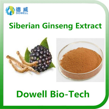 Kosher Ceitified High Quality Siberian Ginseng Extract Eleutheroside(B+E)0.8%