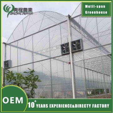 Multi span Greenhouse With Cooling System