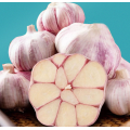 New Corp Fresh Garlic Specification