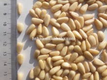 Jilin Painuo HSB Big Korean Pine Nut Kernels 100g/600pellets Chang Bai Mountain Pine Nut Kernels OEM
