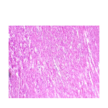 Histology Slides: Heart, Liver, Lung, and Muscle Tissue Cell Structure