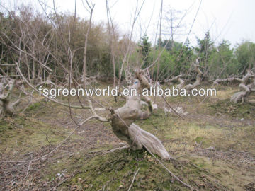 lagerstroemia indica stump bonsai trees
